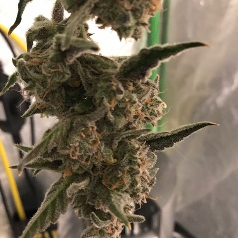 Sour Stomper growlog timeline photo