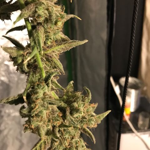 Sour Stomper growlog timeline photo