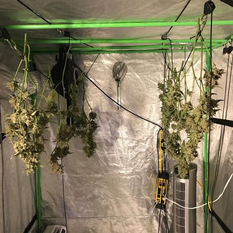 Sour Stomper growlog timeline photo