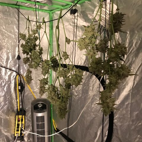 Sour Stomper growlog timeline photo