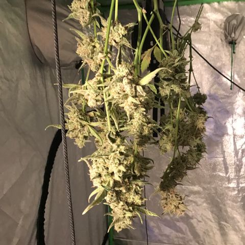 Sour Stomper growlog timeline photo