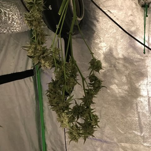 Sour Stomper growlog timeline photo