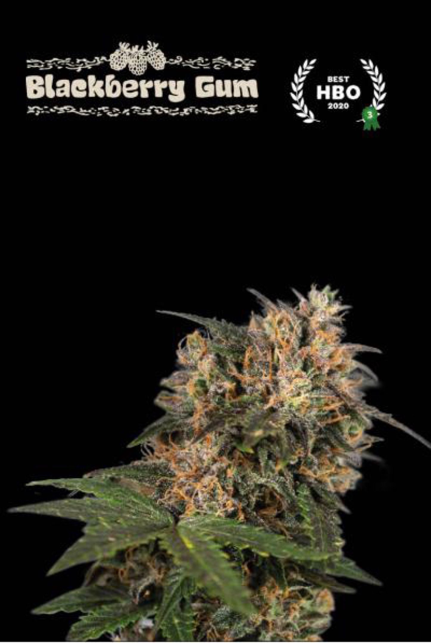 Blackberry Gum growlog header