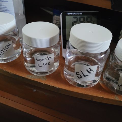 SUPER LEMON HAZE, MOBY-D, CRITICAL +2 & GORILLA GLUE #4 growlog photo: En estos recipientes se pusieron las semillas a humectar según recomendaciones del productor. Durante 24 horas y hacemos próximo traslado a cama húmeda donde finalizará la germinación.