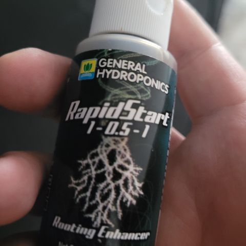 SUPER LEMON HAZE, MOBY-D, CRITICAL +2 & GORILLA GLUE #4 growlog photo: A 48 hrs desde el inicio del proceso de germinación, se puede observar que ya todas las semillas abrieron, incluso la pequeña SLH, humectamos con agua adicionada con RapidStar. En una proporción de apenas .2 ML por medio litro de agua para promover el crecimiento de la raíz. Verificamos humedad 1 o 2 veces al día. Esperaremos que tengan de 2 a 3 cm de raíz para pasarlas a sustrato.