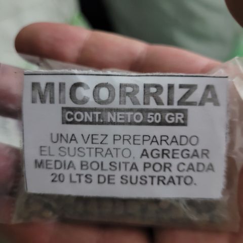 SUPER LEMON HAZE, MOBY-D, CRITICAL +2 & GORILLA GLUE #4 growlog photo: Usamos un sustrato Light Mix, de retención media y PH de 6.5. Agregamos un poco de micorrizas granulares para fomentar el crecimiento radicular y humectamos abundantemente.