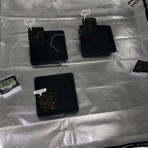 SUPER LEMON HAZE, MOBY-D, CRITICAL +2 & GORILLA GLUE #4 growlog photo: Las semillas quedan sembradas en macetas de medio litro con sustrato light mix y un poco de micorrizas granulares.  Riegos frecuentes para mantener humedad,  ventilador prendido para bajar temperatura y 24 hrs de oscuridad. Anexaremos domo para aumentar humedad. 