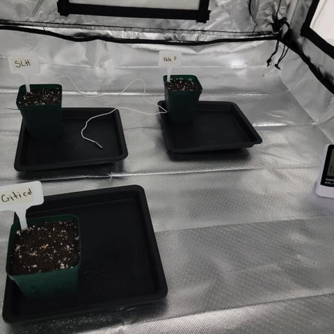 SUPER LEMON HAZE, MOBY-D, CRITICAL +2 & GORILLA GLUE #4 growlog photo: Las semillas quedan sembradas en macetas de medio litro con sustrato light mix y un poco de micorrizas granulares.  Riegos frecuentes para mantener humedad,  ventilador prendido para bajar temperatura y 24 hrs de oscuridad. Anexaremos domo para aumentar humedad. 