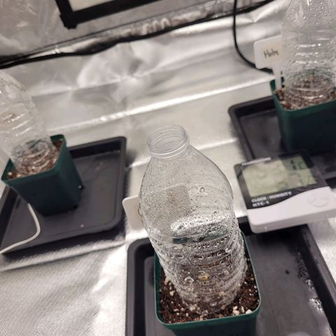 SUPER LEMON HAZE, MOBY-D, CRITICAL +2 & GORILLA GLUE #4 growlog photo: Ponemos unosnpequeños domos con botellas transparentes para tratar de retener la humedad, lámpara a 60 cm de distancia a un 40% de potencia. Ventilador indirecto y extractor prendido a baja potencia
