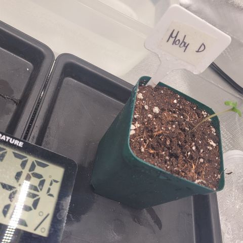 SUPER LEMON HAZE, MOBY-D, CRITICAL +2 & GORILLA GLUE #4 growlog timeline photo