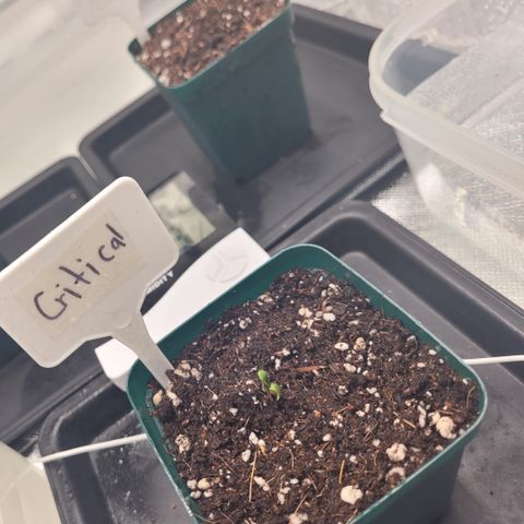 SUPER LEMON HAZE, MOBY-D, CRITICAL +2 & GORILLA GLUE #4 growlog photo: La crítical apenas soltó la cáscara de la semilla