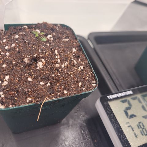SUPER LEMON HAZE, MOBY-D, CRITICAL +2 & GORILLA GLUE #4 growlog photo: La Súper Lemon Haze ya espigó un poco. Tardo en soltar la cáscara de la semilla por eso se le nota una mancha 
