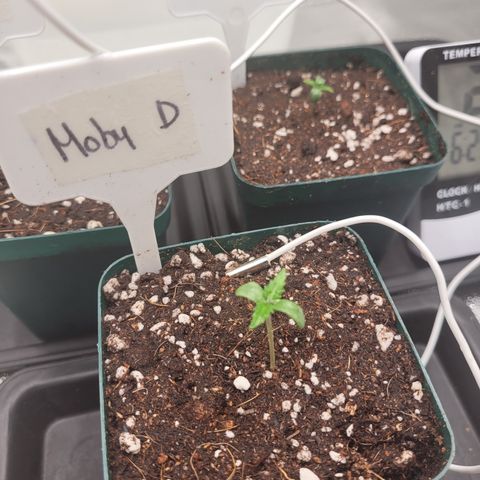 SUPER LEMON HAZE, MOBY-D, CRITICAL +2 & GORILLA GLUE #4 growlog photo: Cubrimos con más tierra para que cubra lo más que se pueda el tallo, pulverizamos de 3 a 4 veces al día para humectar la superficie y acercamos la lámpara a 40 cm con un 40% de potencia.