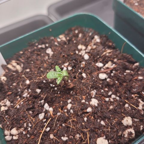 SUPER LEMON HAZE, MOBY-D, CRITICAL +2 & GORILLA GLUE #4 growlog photo: Cubrimos con más tierra para que cubra lo más que se pueda el tallo, pulverizamos de 3 a 4 veces al día para humectar la superficie y acercamos la lámpara a 40 cm con un 40% de potencia.