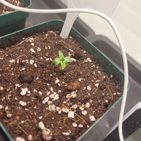 SUPER LEMON HAZE, MOBY-D, CRITICAL +2 & GORILLA GLUE #4 growlog photo: Cubrimos con más tierra para que cubra lo más que se pueda el tallo, pulverizamos de 3 a 4 veces al día para humectar la superficie y acercamos la lámpara a 40 cm con un 40% de potencia.