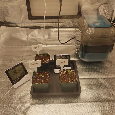 SUPER LEMON HAZE, MOBY-D, CRITICAL +2 & GORILLA GLUE #4 growlog photo: Así van las plantulas, así queda el humidificador. Seguimos haciendo aséptico es constantes, ahora con la humedad nueva ya no se seca tan rápido la tierra. Solo nos falta componer el agua con calimagic para evitar deficiencias, ya que es agua muy blanda. Y tendríamos las condiciones lo más óptimas posibles a mi alcance. 