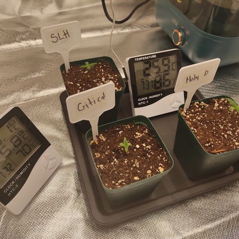 SUPER LEMON HAZE, MOBY-D, CRITICAL +2 & GORILLA GLUE #4 growlog photo: Así van las plantulas, así queda el humidificador. Seguimos haciendo aséptico es constantes, ahora con la humedad nueva ya no se seca tan rápido la tierra. Solo nos falta componer el agua con calimagic para evitar deficiencias, ya que es agua muy blanda. Y tendríamos las condiciones lo más óptimas posibles a mi alcance. 