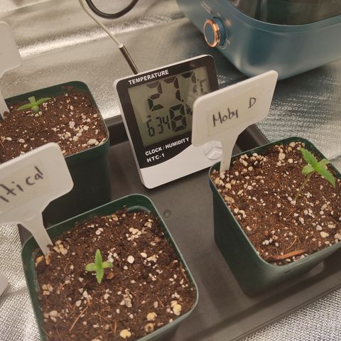 SUPER LEMON HAZE, MOBY-D, CRITICAL +2 & GORILLA GLUE #4 growlog photo: Así van las plantulas, así queda el humidificador. Seguimos haciendo aséptico es constantes, ahora con la humedad nueva ya no se seca tan rápido la tierra. Solo nos falta componer el agua con calimagic para evitar deficiencias, ya que es agua muy blanda. Y tendríamos las condiciones lo más óptimas posibles a mi alcance. 