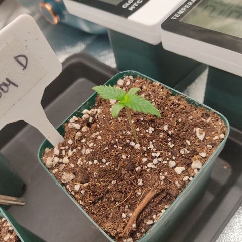 SUPER LEMON HAZE, MOBY-D, CRITICAL +2 & GORILLA GLUE #4 growlog photo: Así van al día las plantulas, aún pequeñas pero ya van saliendo las siguientes hojas. 