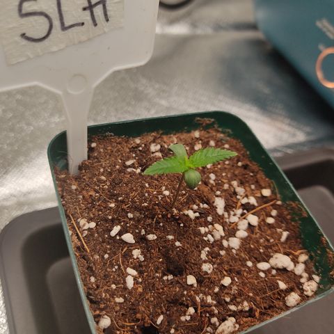 SUPER LEMON HAZE, MOBY-D, CRITICAL +2 & GORILLA GLUE #4 growlog photo: Así van al día las plantulas, aún pequeñas pero ya van saliendo las siguientes hojas. 