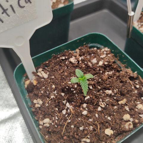SUPER LEMON HAZE, MOBY-D, CRITICAL +2 & GORILLA GLUE #4 growlog photo: Así van al día las plantulas, aún pequeñas pero ya van saliendo las siguientes hojas. 