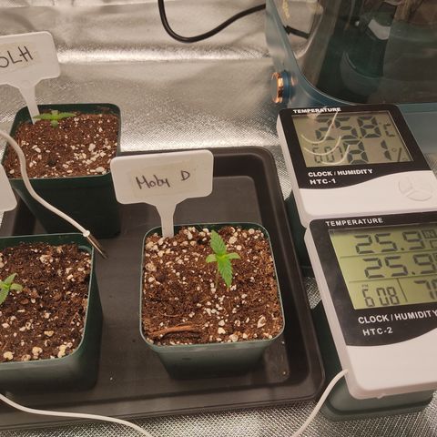 SUPER LEMON HAZE, MOBY-D, CRITICAL +2 & GORILLA GLUE #4 growlog photo: Mantenemos los parámetros relativamente bien, con una temperatura entre 25 y 26 grados y una humedad de entre 80 y 70. Con un VPD entre 0.6 y 0.8 KPa