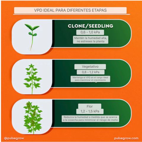 SUPER LEMON HAZE, MOBY-D, CRITICAL +2 & GORILLA GLUE #4 growlog timeline photo