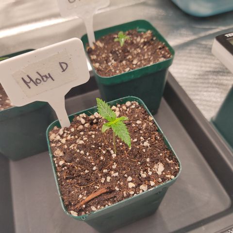 SUPER LEMON HAZE, MOBY-D, CRITICAL +2 & GORILLA GLUE #4 growlog timeline photo