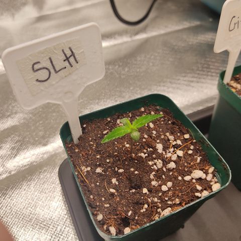 SUPER LEMON HAZE, MOBY-D, CRITICAL +2 & GORILLA GLUE #4 growlog timeline photo