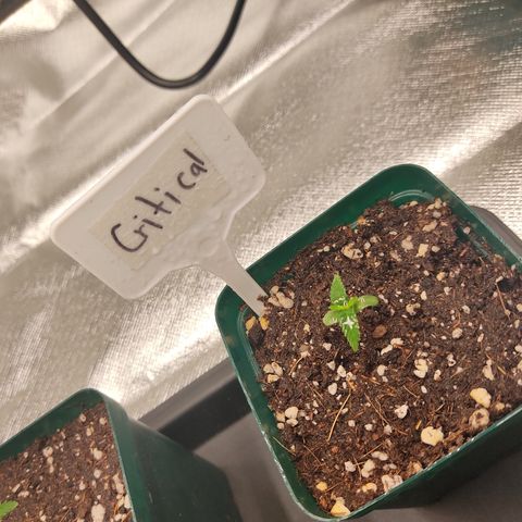 SUPER LEMON HAZE, MOBY-D, CRITICAL +2 & GORILLA GLUE #4 growlog timeline photo