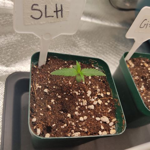 SUPER LEMON HAZE, MOBY-D, CRITICAL +2 & GORILLA GLUE #4 growlog photo: Fotos del día, seguimiento de las plantulas. Ahora si ya tenemos 2 pares de hojas reales. 