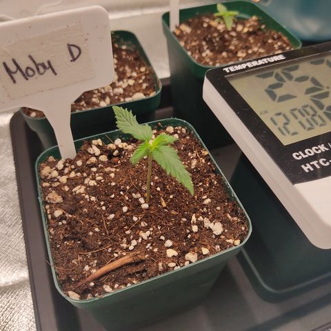 SUPER LEMON HAZE, MOBY-D, CRITICAL +2 & GORILLA GLUE #4 growlog photo: Fotos del día, seguimiento de las plantulas. Ahora si ya tenemos 2 pares de hojas reales. 