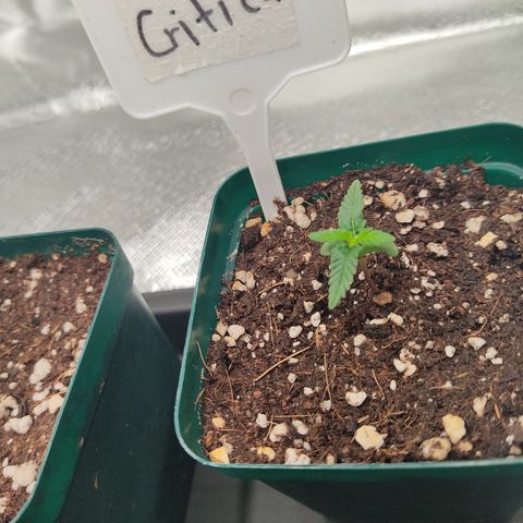 SUPER LEMON HAZE, MOBY-D, CRITICAL +2 & GORILLA GLUE #4 growlog photo: Fotos del día, seguimiento de las plantulas. Ahora si ya tenemos 2 pares de hojas reales. 
