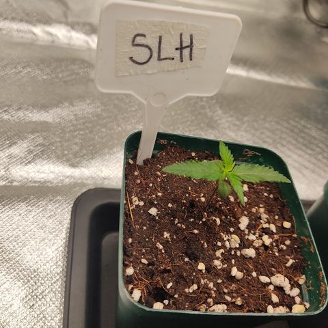 SUPER LEMON HAZE, MOBY-D, CRITICAL +2 & GORILLA GLUE #4 growlog photo: Plantas al dio de hoy, regadas con calimagic, esperemos en un par de días retomen su crecimiento 
