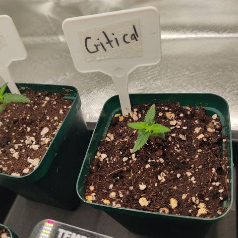 SUPER LEMON HAZE, MOBY-D, CRITICAL +2 & GORILLA GLUE #4 growlog photo: Plantas al dio de hoy, regadas con calimagic, esperemos en un par de días retomen su crecimiento 