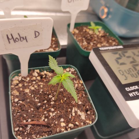 SUPER LEMON HAZE, MOBY-D, CRITICAL +2 & GORILLA GLUE #4 growlog photo: Plantas al dio de hoy, regadas con calimagic, esperemos en un par de días retomen su crecimiento 