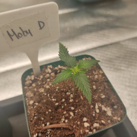 SUPER LEMON HAZE, MOBY-D, CRITICAL +2 & GORILLA GLUE #4 growlog photo: Plantulas al día, esperando su regado 