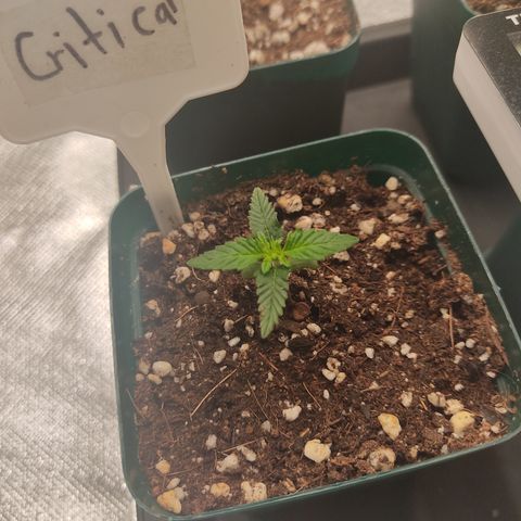 SUPER LEMON HAZE, MOBY-D, CRITICAL +2 & GORILLA GLUE #4 growlog photo: Plantulas al día, esperando su regado 