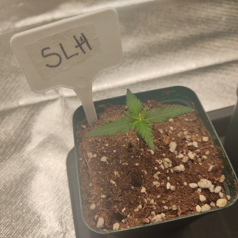 SUPER LEMON HAZE, MOBY-D, CRITICAL +2 & GORILLA GLUE #4 growlog photo: Plantulas al día, esperando su regado 