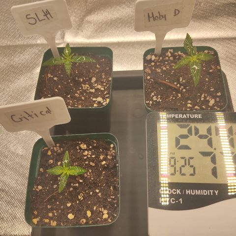 SUPER LEMON HAZE, MOBY-D, CRITICAL +2 & GORILLA GLUE #4 growlog photo: Plantulas ya regadas, con tierra bien humedecida sin encharcar o chorrear, chorlitos por las orillas y tenemos los parámetros correctos.