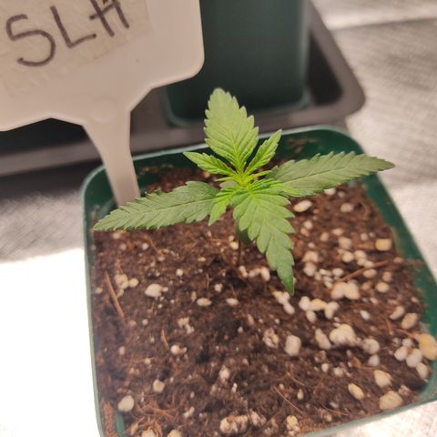 SUPER LEMON HAZE, MOBY-D, CRITICAL +2 & GORILLA GLUE #4 growlog photo: Plantulas al día de hoy, van tomando más fuerza.