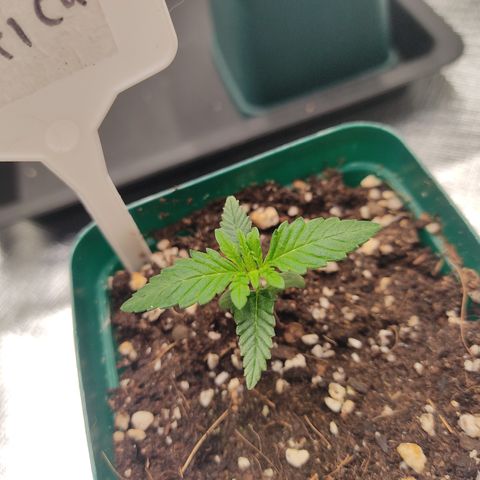 SUPER LEMON HAZE, MOBY-D, CRITICAL +2 & GORILLA GLUE #4 growlog photo: Plantulas al día de hoy, van tomando más fuerza.