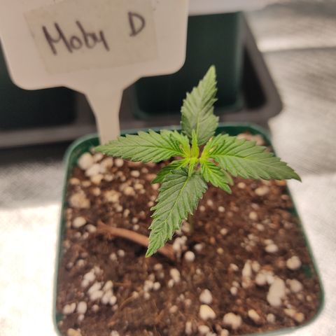 SUPER LEMON HAZE, MOBY-D, CRITICAL +2 & GORILLA GLUE #4 growlog photo: Plantulas al día de hoy, van tomando más fuerza.