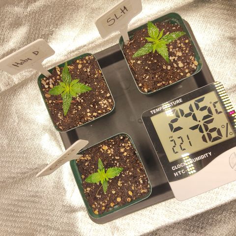 SUPER LEMON HAZE, MOBY-D, CRITICAL +2 & GORILLA GLUE #4 growlog photo: Parámetros al día en plantulas 