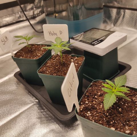 SUPER LEMON HAZE, MOBY-D, CRITICAL +2 & GORILLA GLUE #4 growlog photo: Altura de las plantitas al día de hoy, rellenamos con un poco más de tierra que bajo por la humedad 