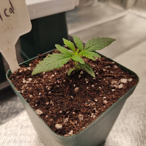 SUPER LEMON HAZE, MOBY-D, CRITICAL +2 & GORILLA GLUE #4 growlog timeline photo