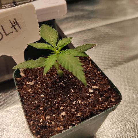 SUPER LEMON HAZE, MOBY-D, CRITICAL +2 & GORILLA GLUE #4 growlog timeline photo
