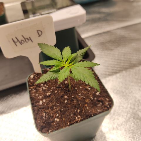 SUPER LEMON HAZE, MOBY-D, CRITICAL +2 & GORILLA GLUE #4 growlog timeline photo