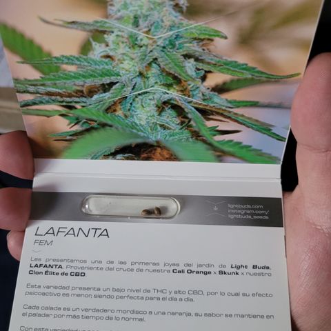 LAFANTA CBD growlog timeline photo