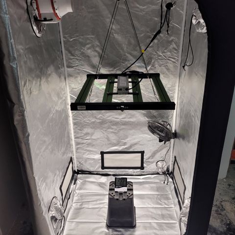 LAFANTA CBD growlog photo: La ingresaremos al mismo indoor, compartiendo espacio con otras genéticas. Indoor de 90x90x180 cm, lámpara de 240 watts de alto rendimiento, extractor de 4 pulgadas, ventilador y humidificador funcionando. 